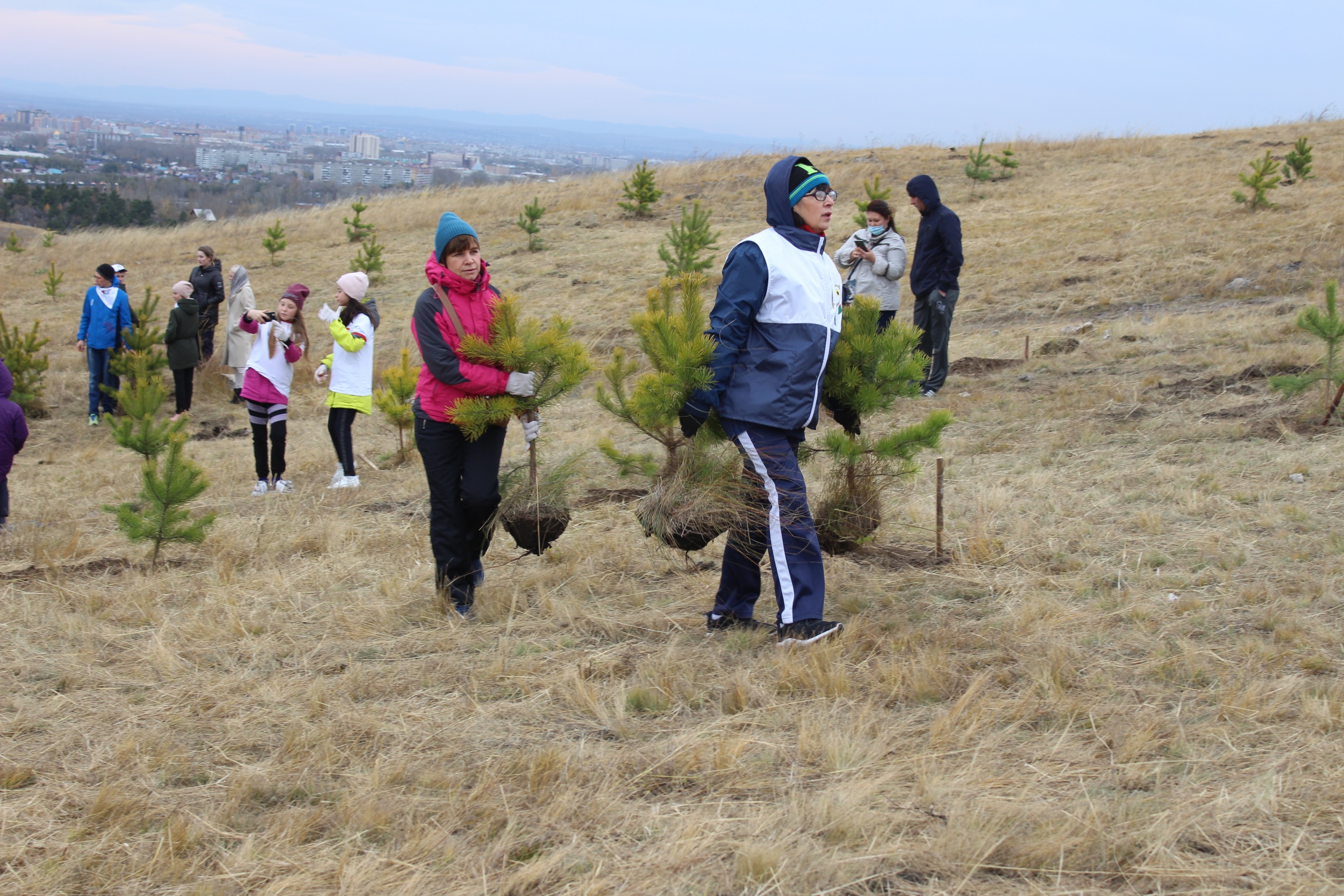 В столице Хакасии завершилась осенняя кампания по высадке деревьев и кустарников
