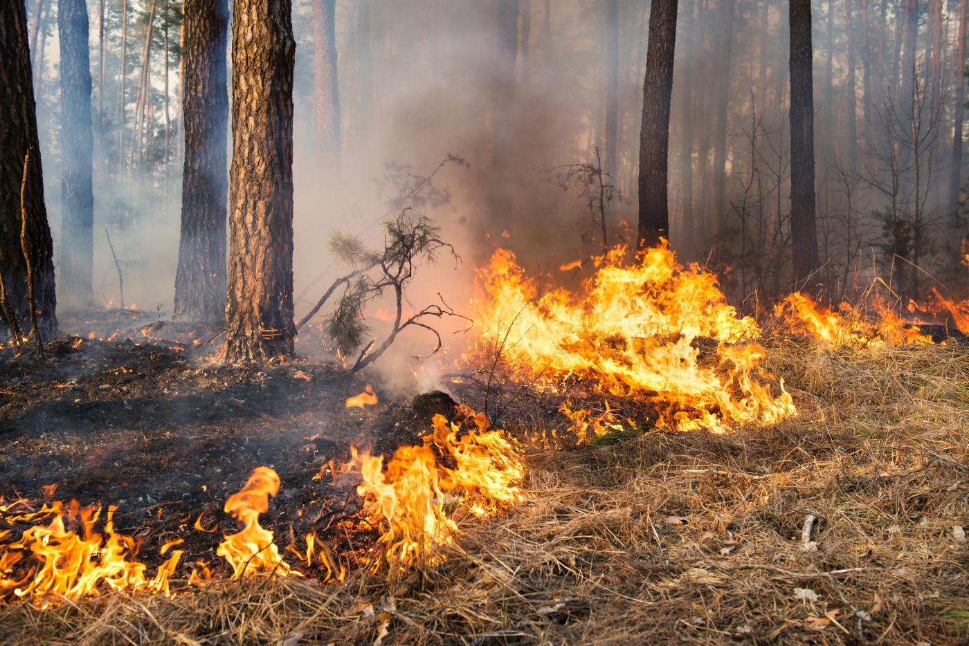 Счетная палата России расширит проверки по лесным пожарам